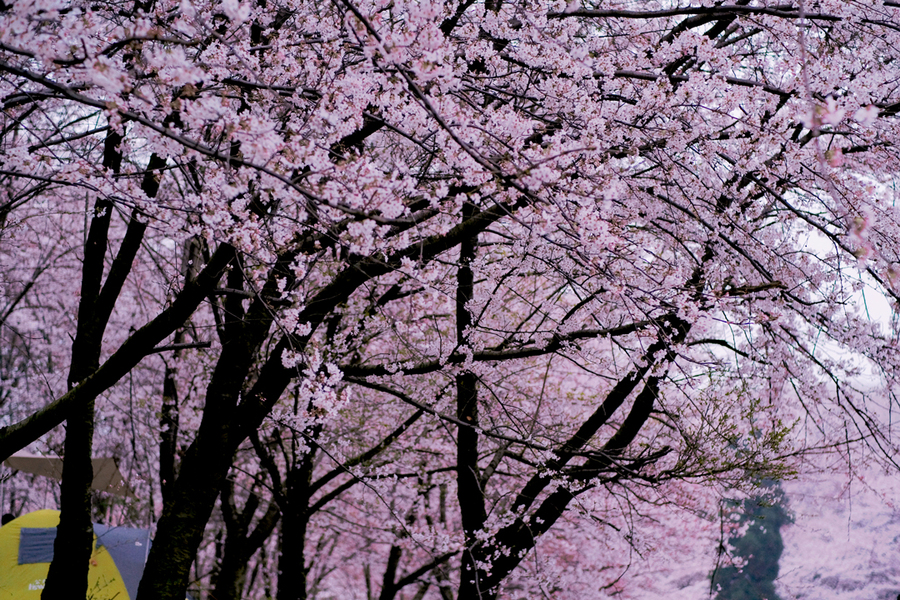 平坝樱花2.jpg