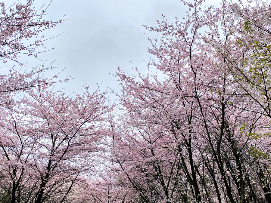 平坝樱花.jpg