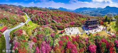 贵州百里杜鹃景区包车旅游