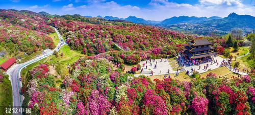 贵州百里杜鹃景区包车旅游